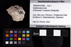 Foto (Objket + Etiketten) von Galatheoidea indet. 